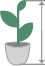 Высота растения с кашпо